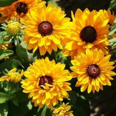 black eyed flower seeds