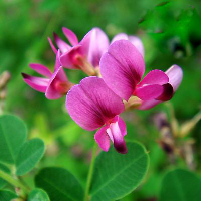Pink Lespedeza Flower Seeds – Seeds for Planting, Heirloom, Non-GMO, High Germination Organic Garden Seeds