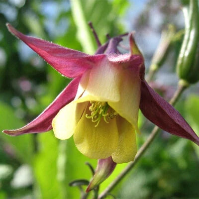 Oriental Columbine Seeds for Planting