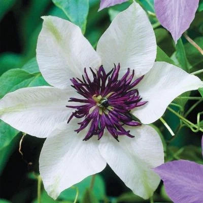 white purple flower seeds
