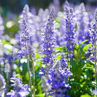 Blue Purple Hyssop Seeds for Planting