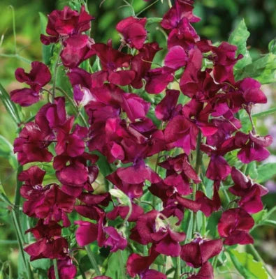 Royal Maroon Sweet Pea Seeds for Planting