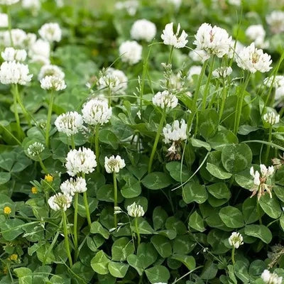 white ladino flower seeds