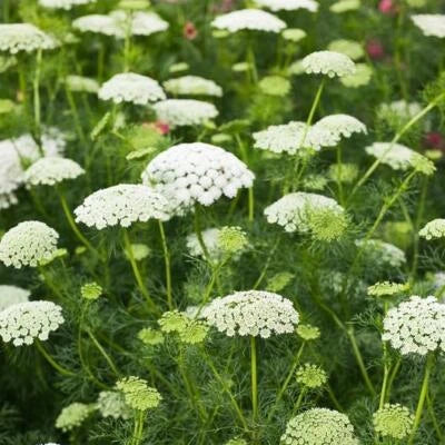 bishops flower flower seeds