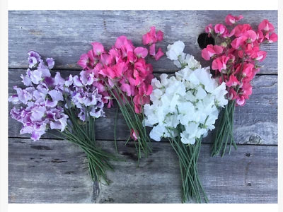 Winter Flowering Sweet Pea Seeds for Planting