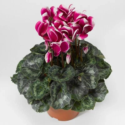 purple cyclamen flower seeds