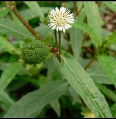 x false flower seeds
