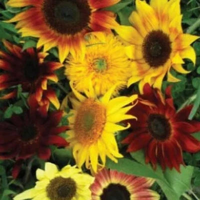 sunflower for flower seeds