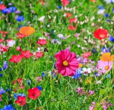 Butterfly and Bird Wildflower Mix Seeds for Planting