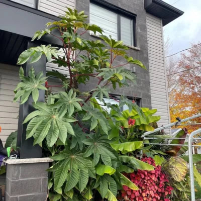 giant zanzibar flower seeds