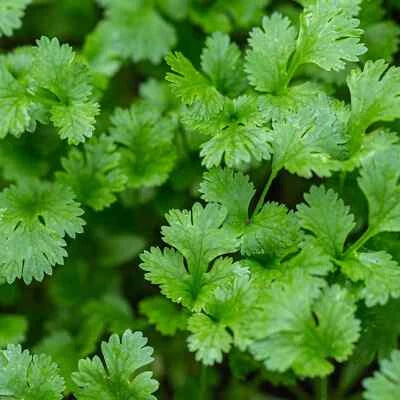 Organic Cilantro Herb Seeds for Planting