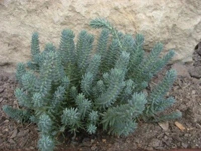 Blue Yellow Spruce Sedum Seeds for Planting