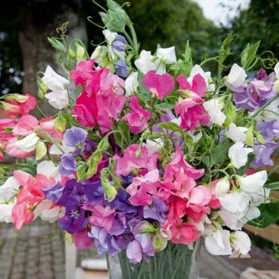 Bijou Mix Sweet Pea Seeds for Planting