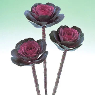 flowering kale flower seeds