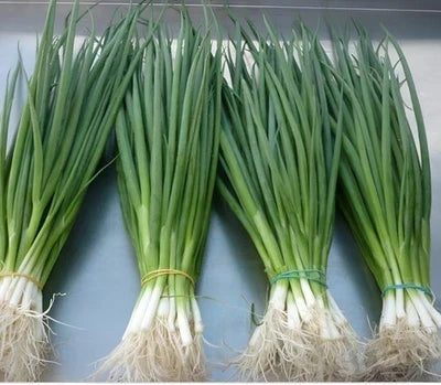 White Lisbon Bunching Onion Seeds for Planting – Organic, Heirloom, Non-GMO