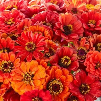 Orange Oriole Double Zinnia Flower Seeds for Planting – Annual, Heirloom, Non-GMO