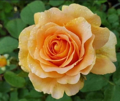 honey perfume flower seeds