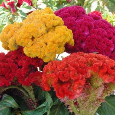 Cristata Mix Celosia Seeds for Planting
