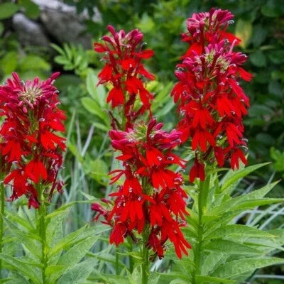 red cardinal flower seeds
