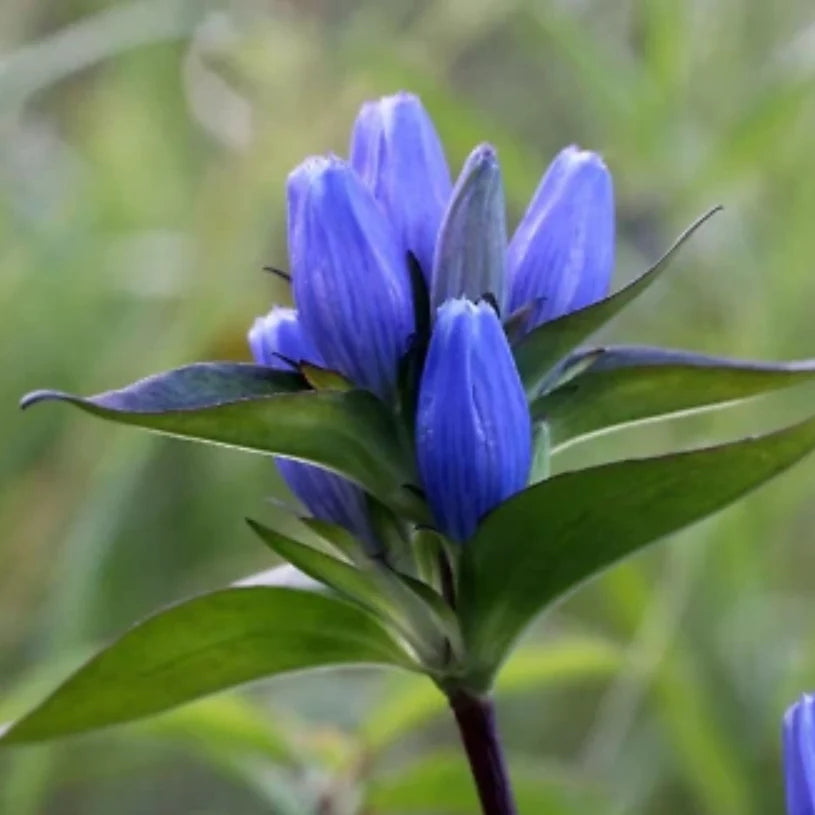 Bottle Gentian (Gentiana andrewsii) Seeds for Planting