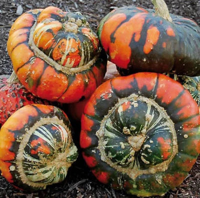 turks turban flower seeds