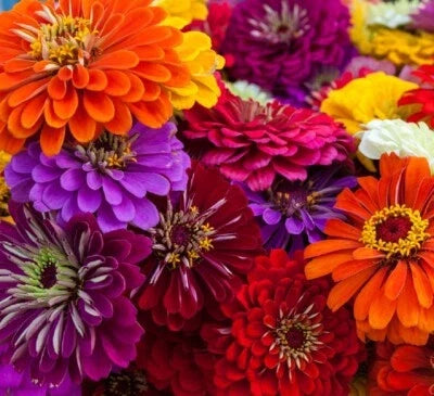 California Giant Zinnia Seeds for Planting