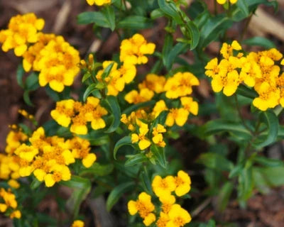 Mexican Tarragon Herb Seeds for Planting