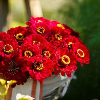 red zinnia flower seeds