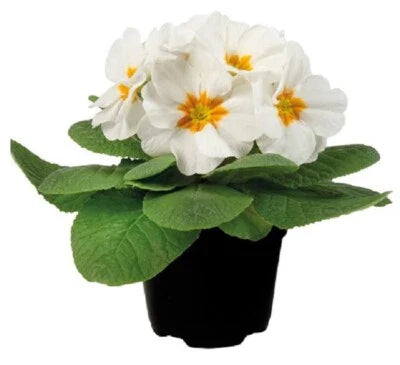 white primula flower seeds