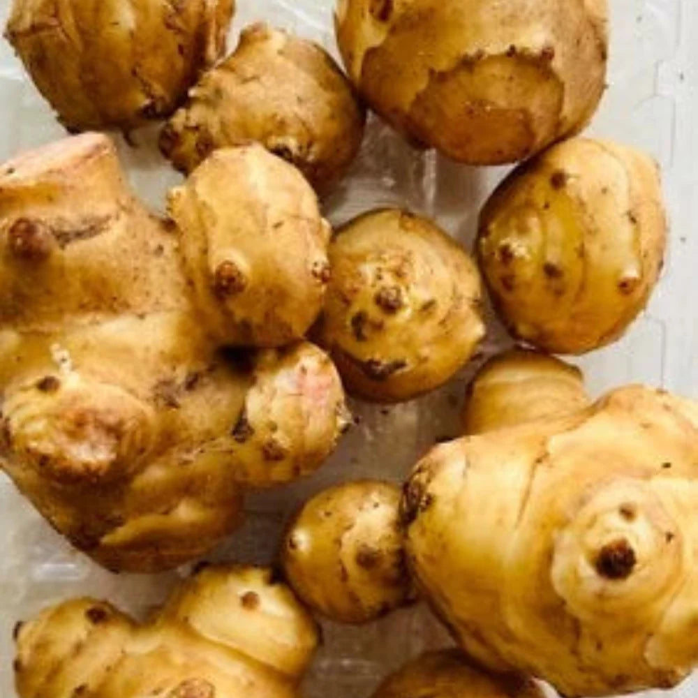 White Mammoth Jerusalem Artichoke Tubers for Planting Seeds for Planting
