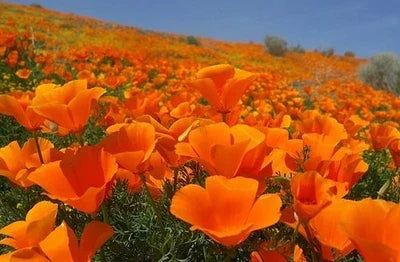 Orange California Poppy Seeds for Planting