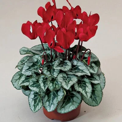 cyclamen for flower seeds