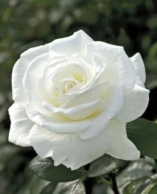white double flower seeds