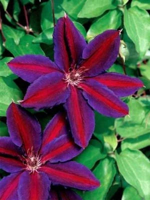 purple red flower seeds