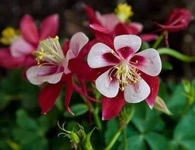 Crimson Star Columbine Seeds for Planting