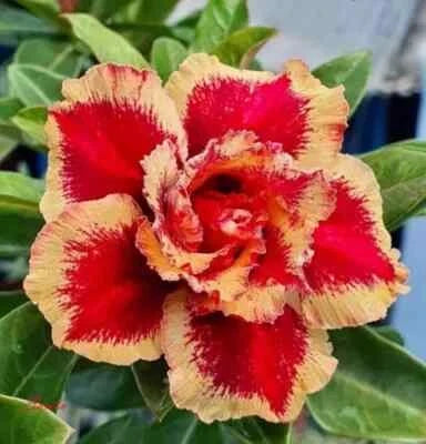 Santa Desert Rose Adenium Seeds for Planting