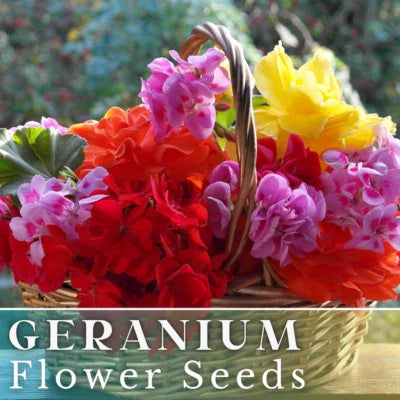 geranium for flower seeds