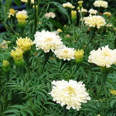 white yellow flower seeds