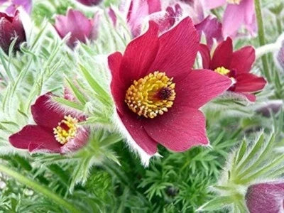 Red Pasque Flower Seeds for Planting