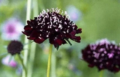 Ace of Spades Scabiosa Seeds for Planting