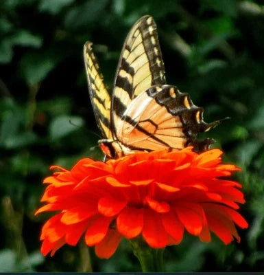 orange zinnia flower seeds