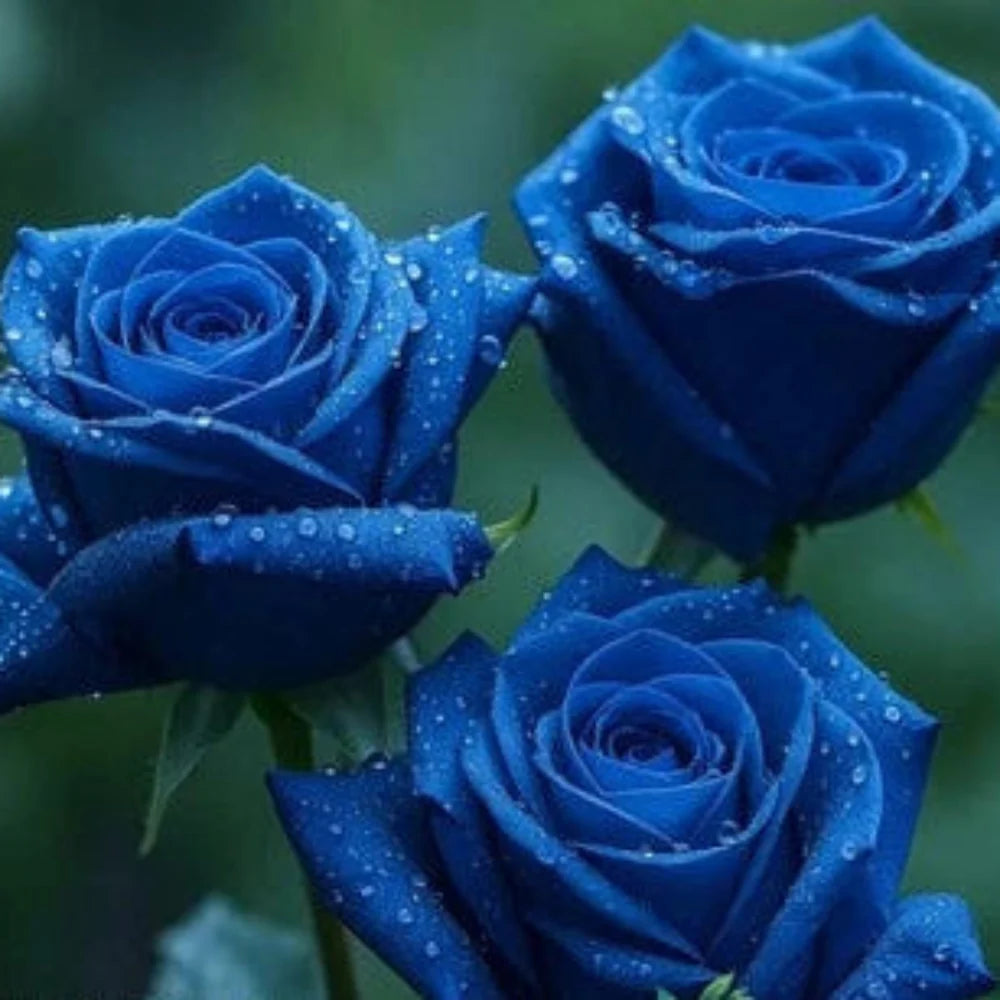 blue rose flower seeds