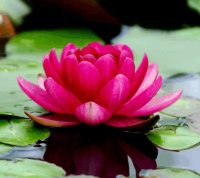 lotus colorful flower seeds