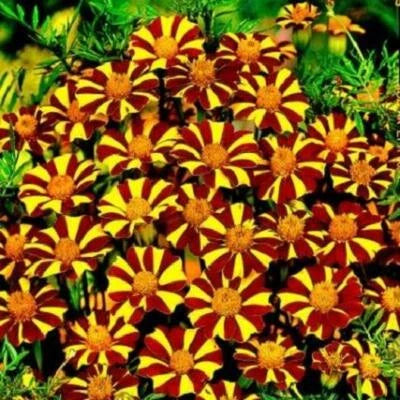 french marigold flower seeds
