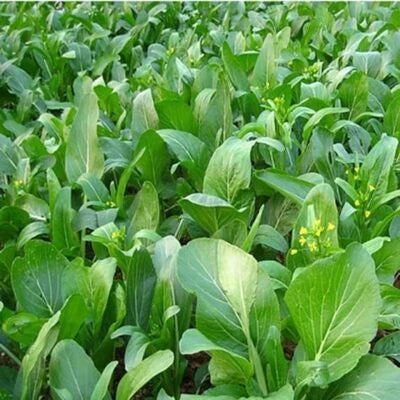 yu choy flower seeds