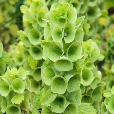 bells of flower seeds