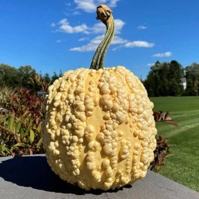Knucklehead Pumpkin Seeds for Planting