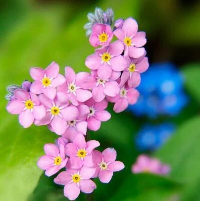 Rose Forget-Me-Not Seeds for Planting