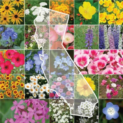 california wildflower flower seeds