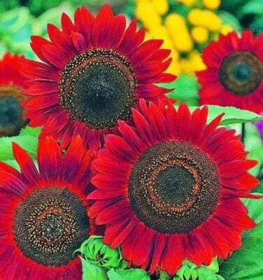 Red Velvet Queen Sunflower Seeds for Planting